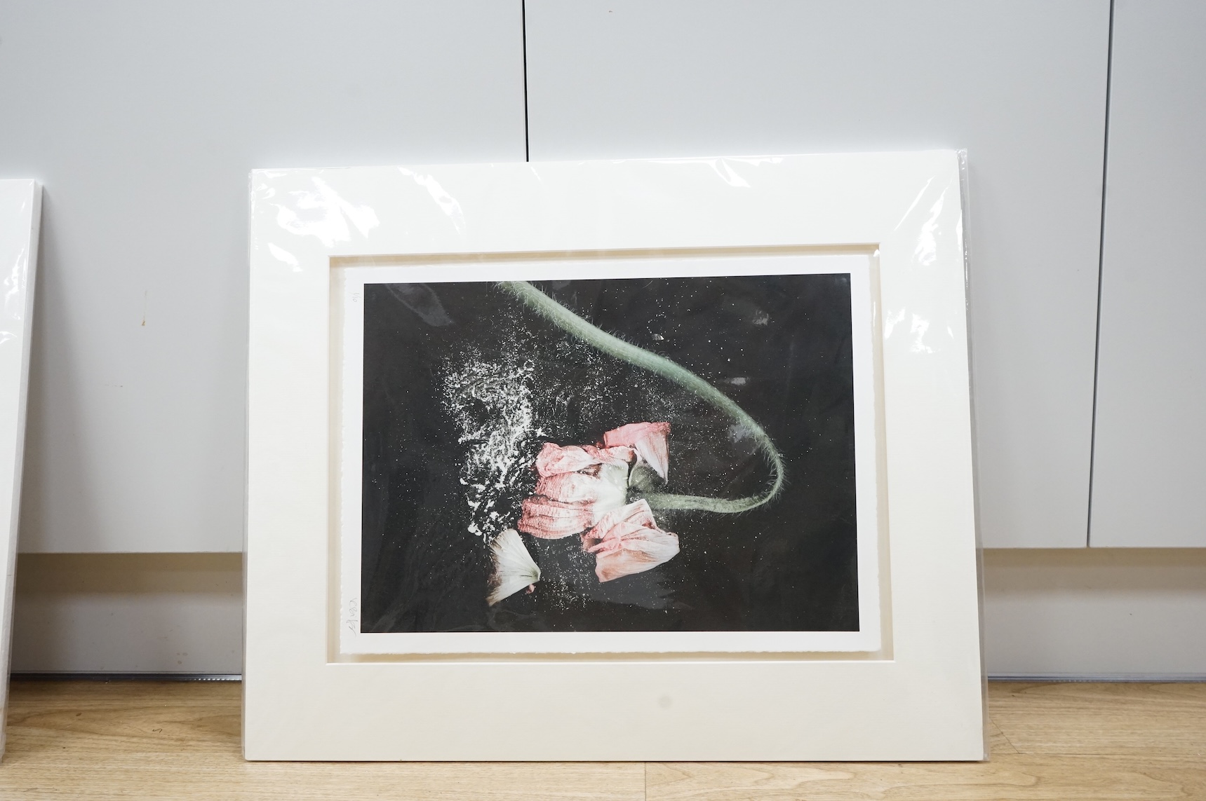 Valda Bailey (Contemporary), three abstracts to include Study of a flower and leaves, photographic prints, each pencil signed and numbered, mounted, 33 x 44cm, unframed